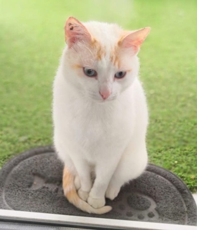 Chat blanc à queue rousse sur un tapis gris avec gazon synthétique en fond