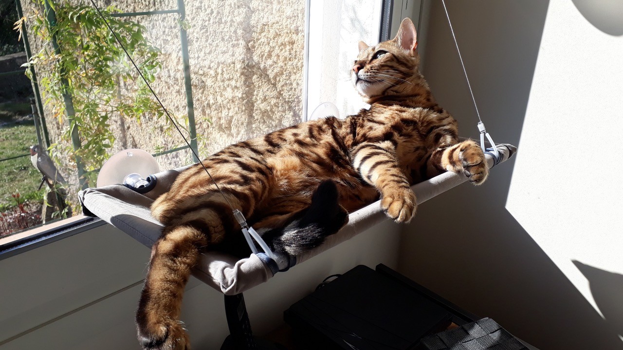 Chat marron à rayure noir allongé dans un hamak