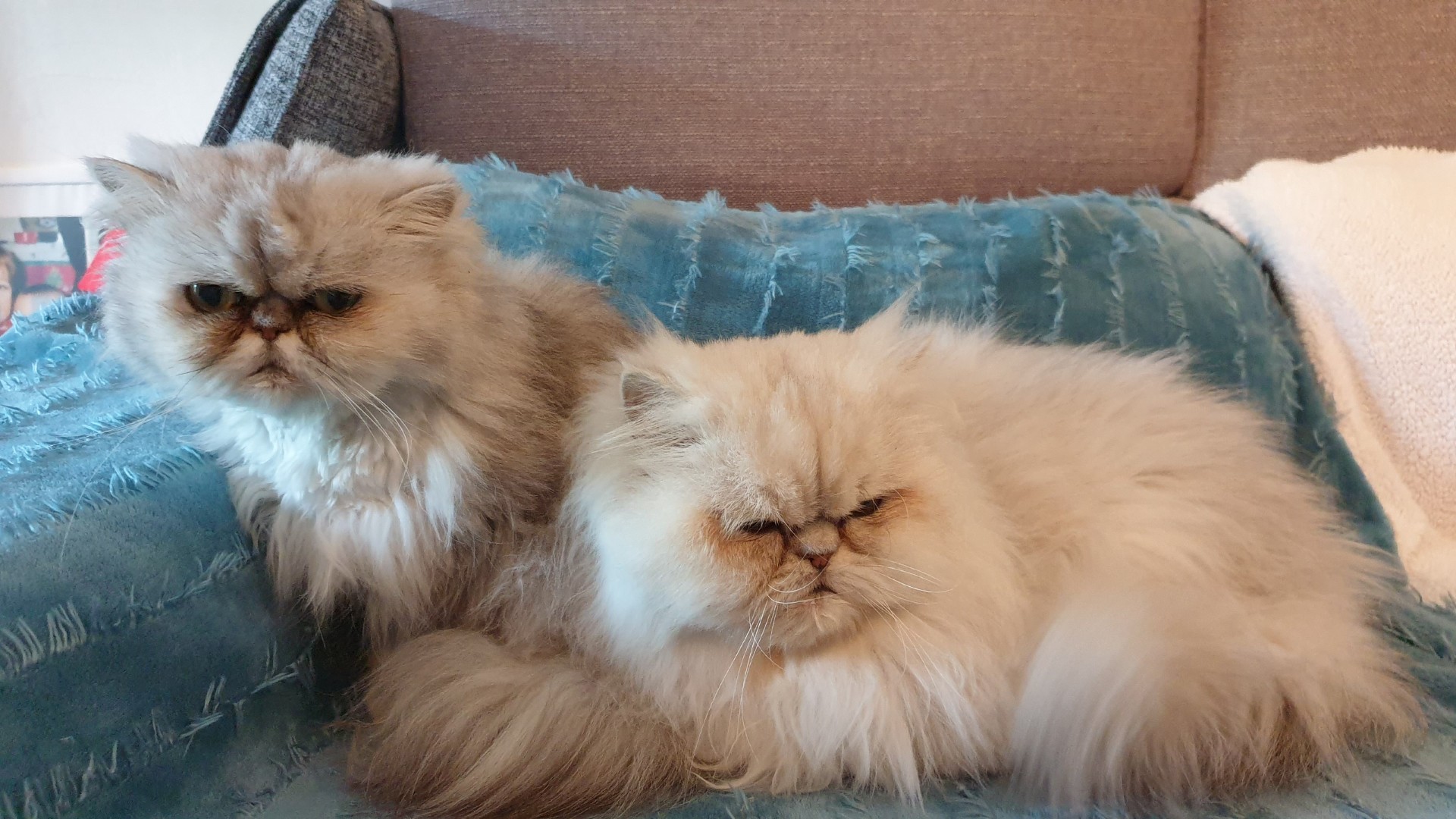 Deux chat blanc à poil long allongé sur un canapé