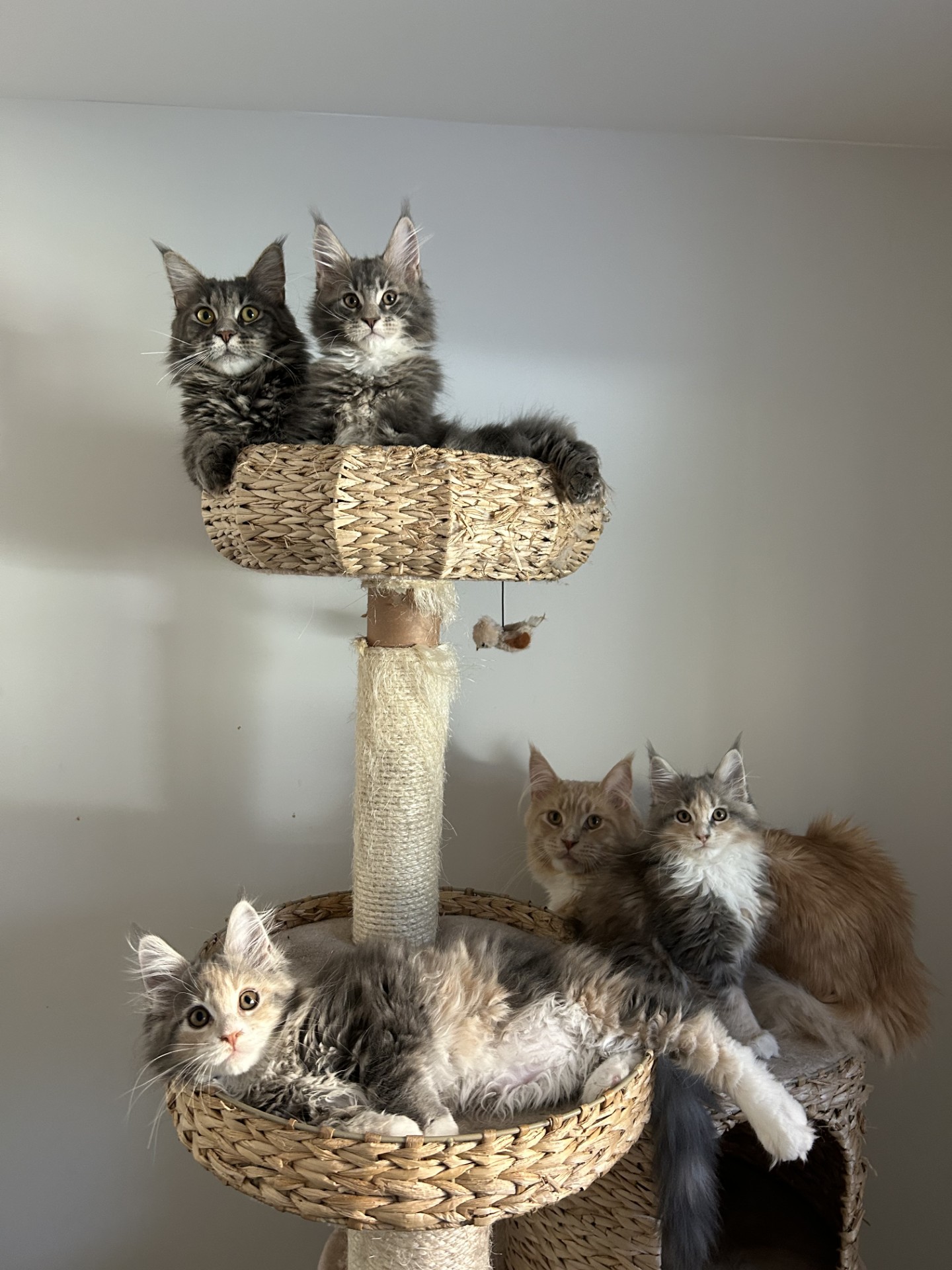 Cinq chats gris et blanc assis sur un arbre a chat