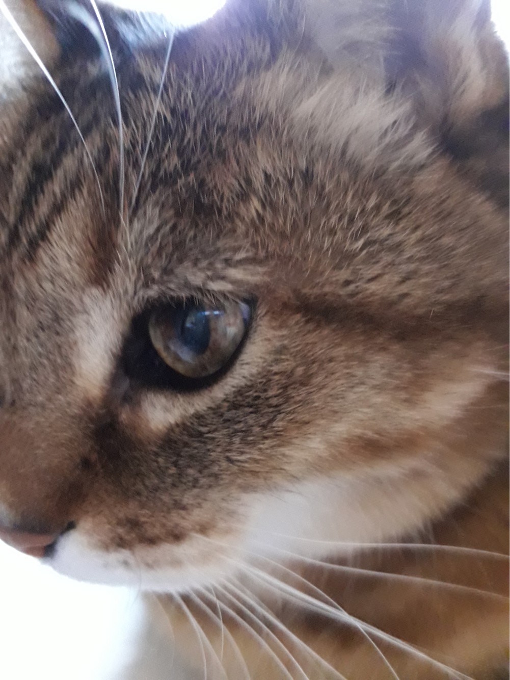 tête de chat roux à rayure noir.