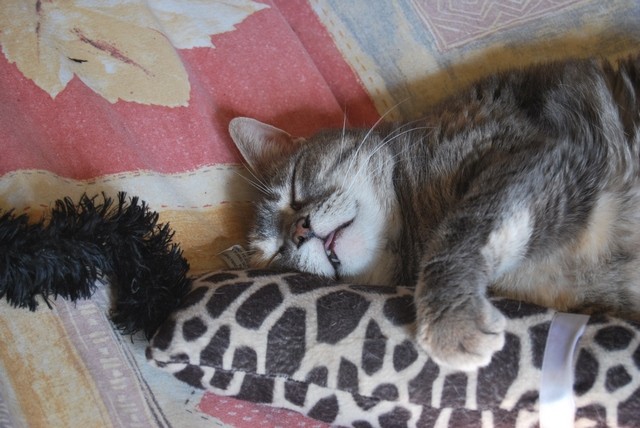 Chat blanc et gris qui dort collé à son doudou