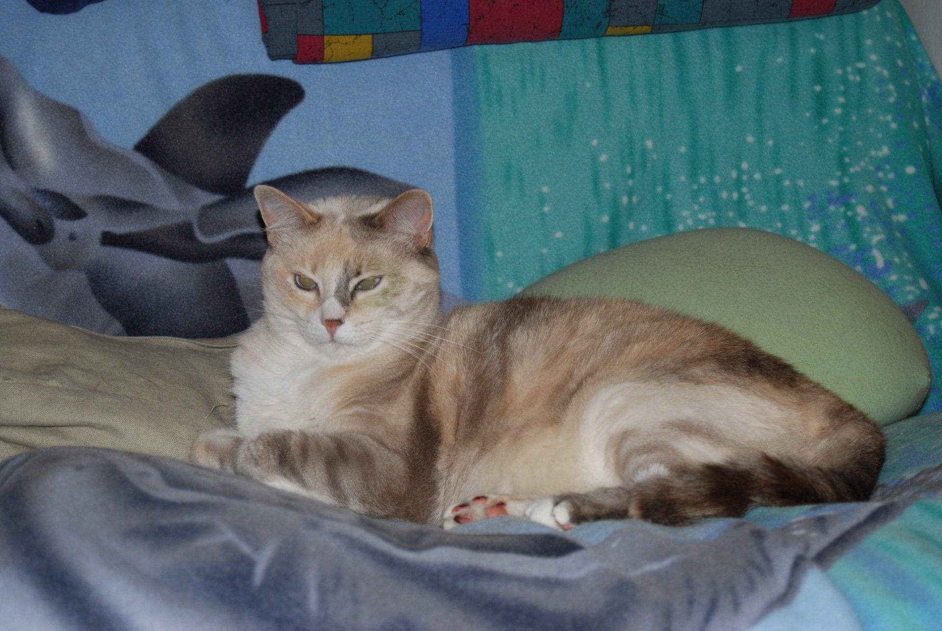 Chat blanc noir et roux allongé sur un fauteil