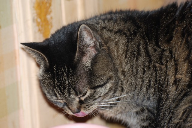 Chat noir a rayure marron qui tire la langue