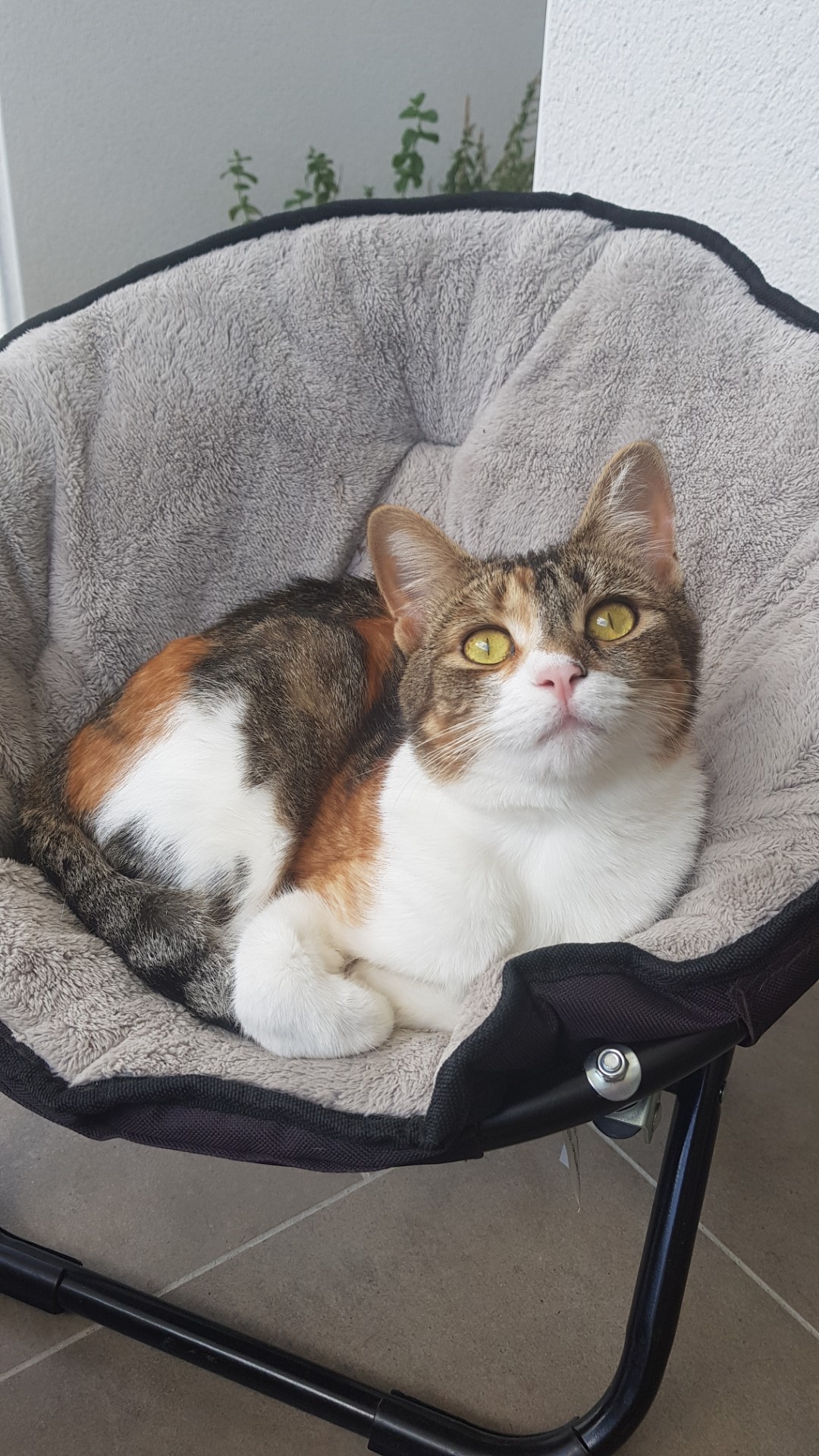 Chat blanc et roux à queue rayé gris allongé dans un panier