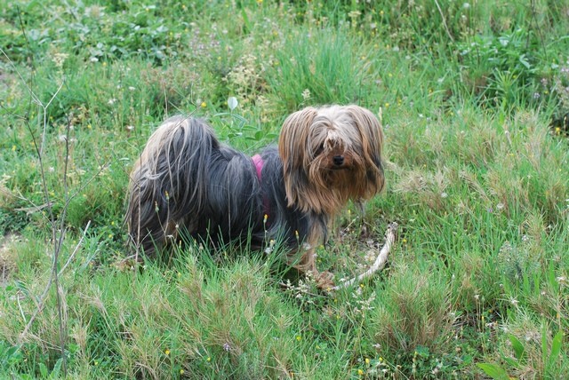 Chien noir et marron à poil long dans un jardin