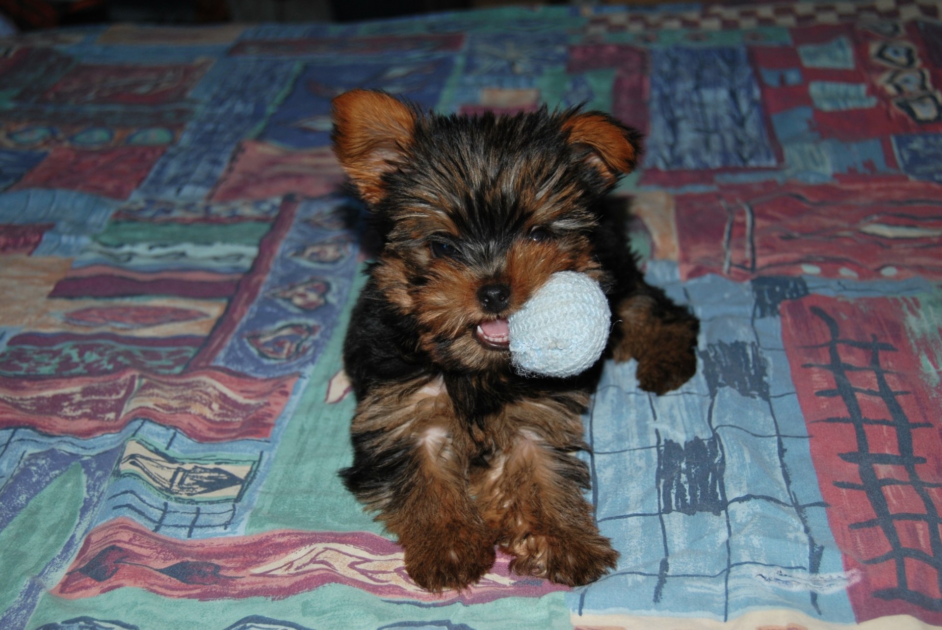 Petit chien qui mord une balle blanche