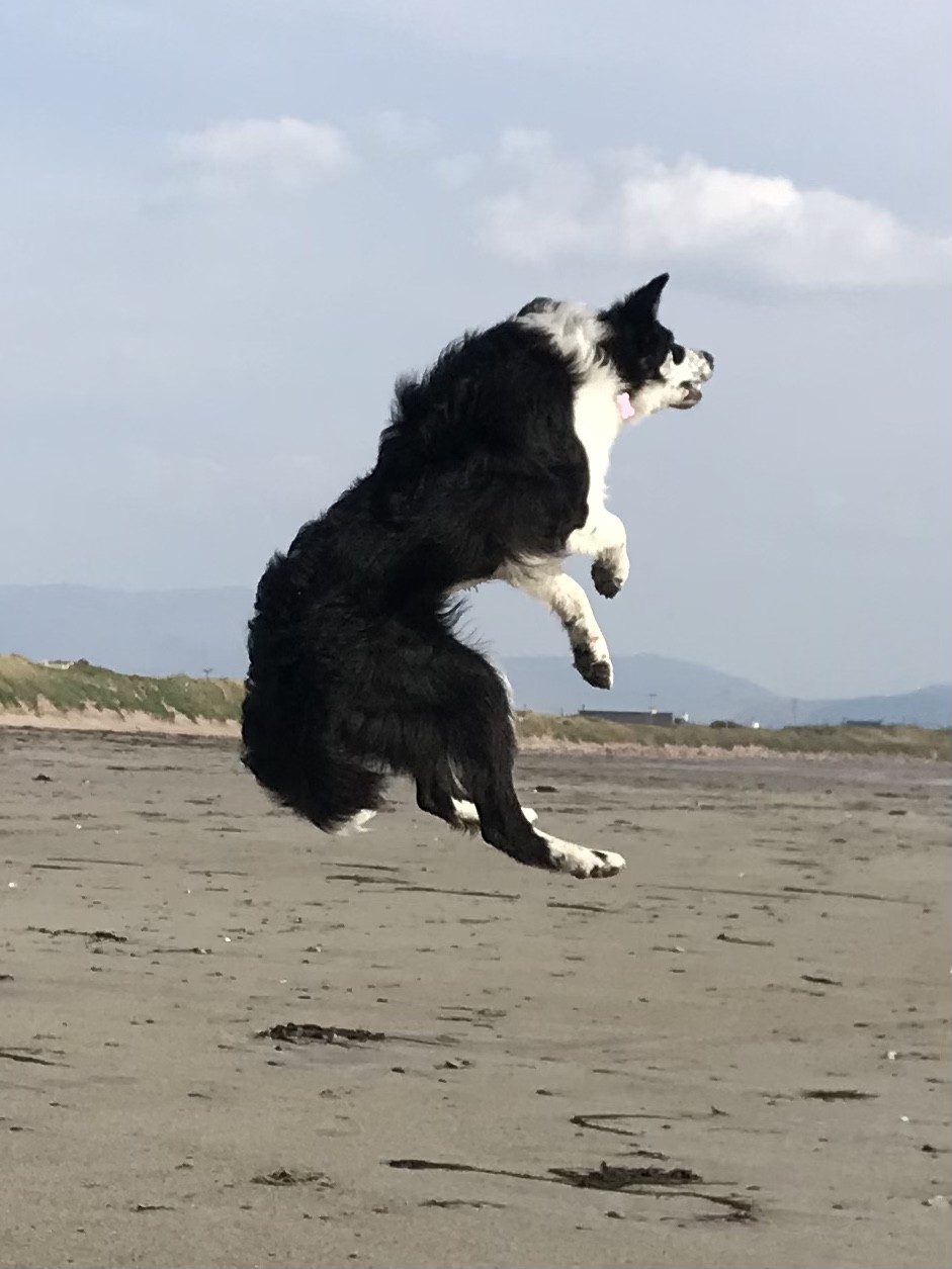 Chien noir et blanc qui saute sur la plage