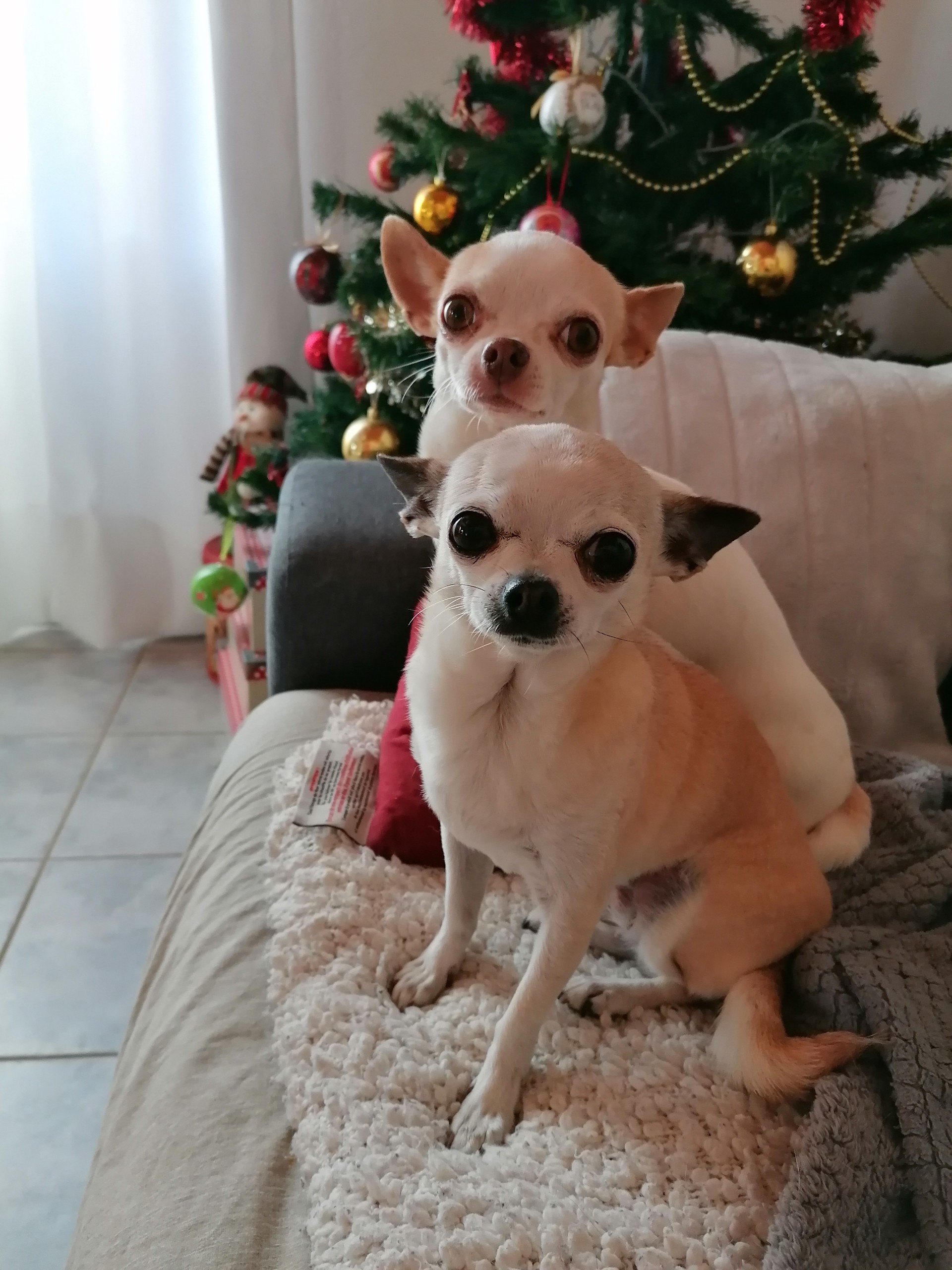 Deux petits chien blanc assis sur un canapé avec un sapin de noêl en fond
