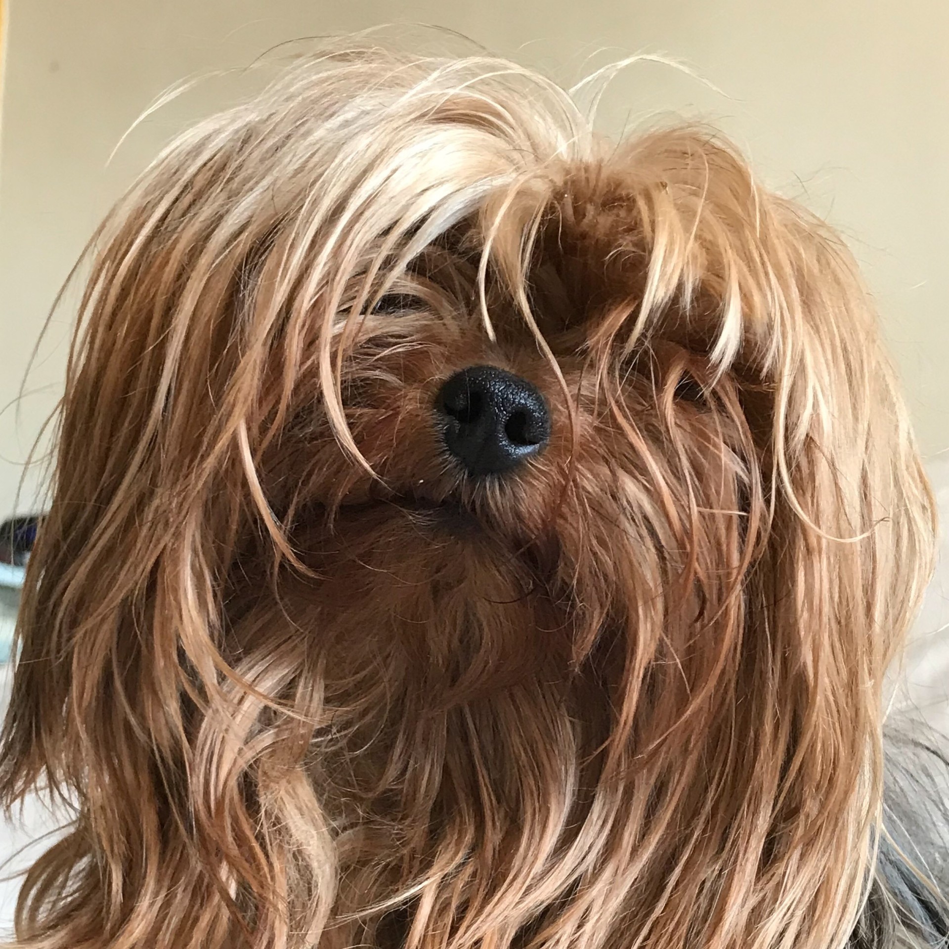 tête de chien marron à poil long