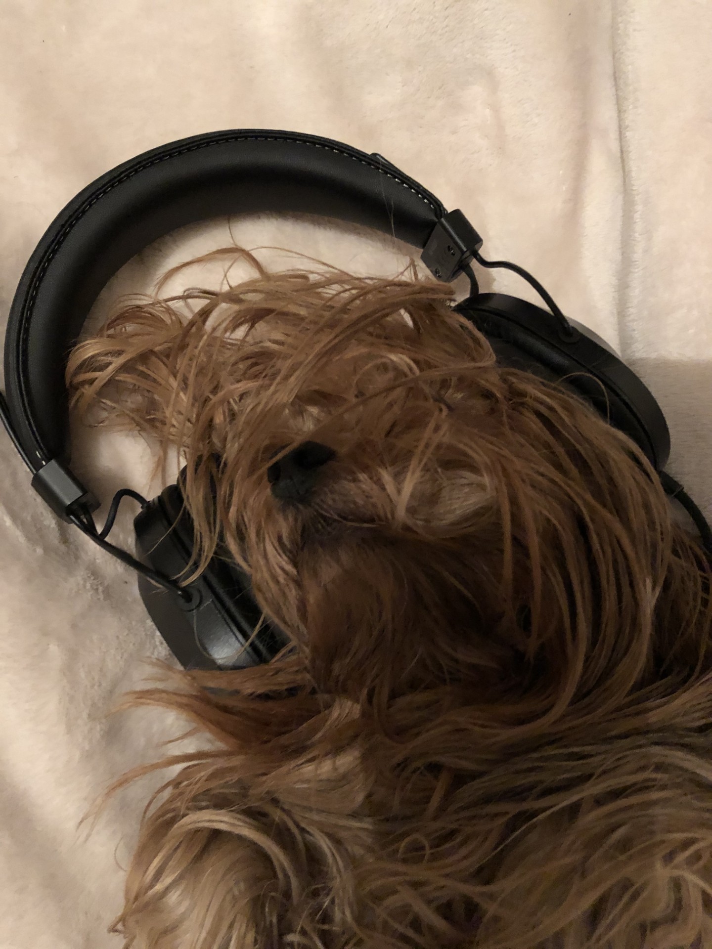 tête de chien marron à poil long allongé portant un casque noir sur les oreilles