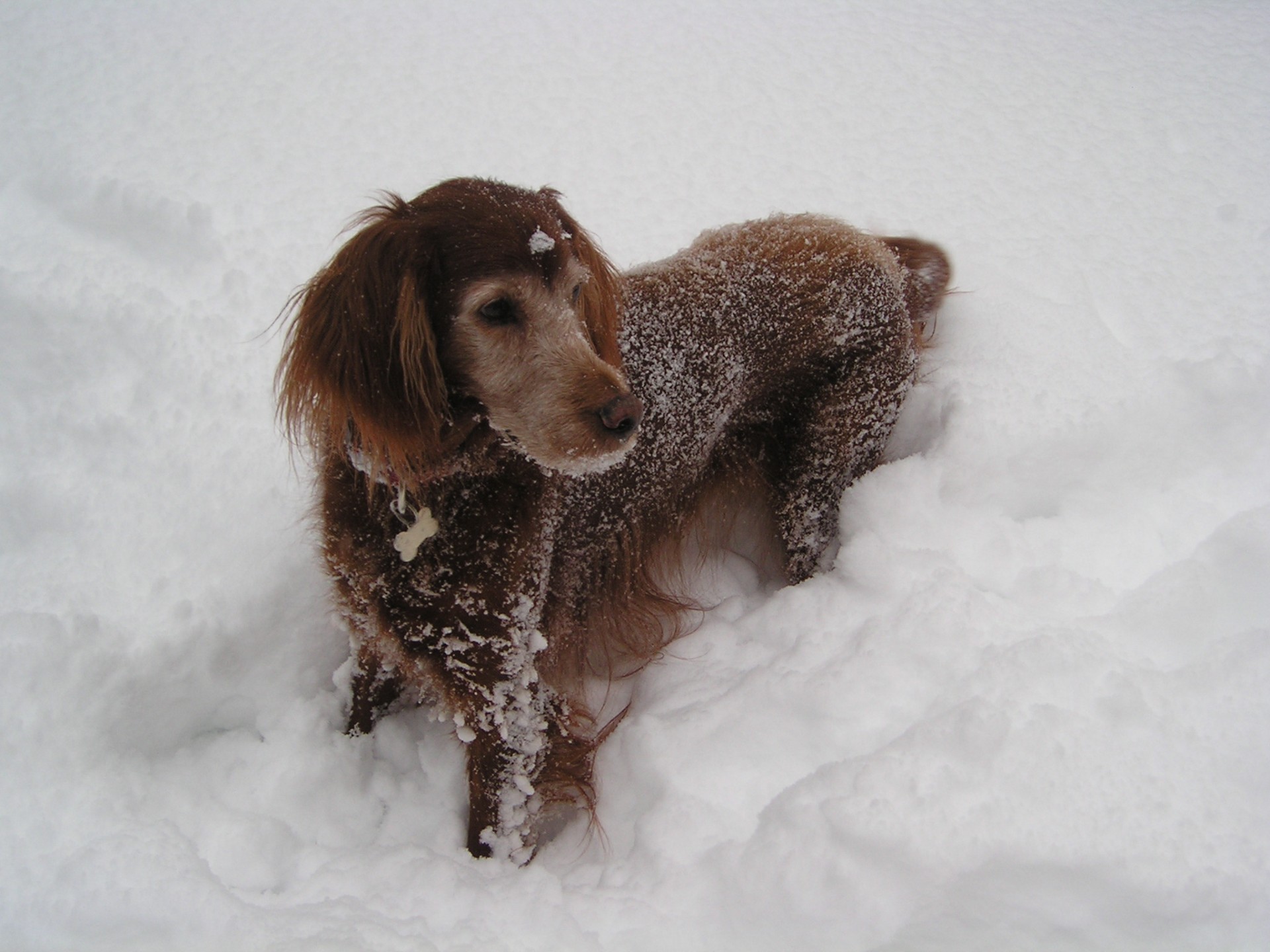 Chien marron debout dans la neige