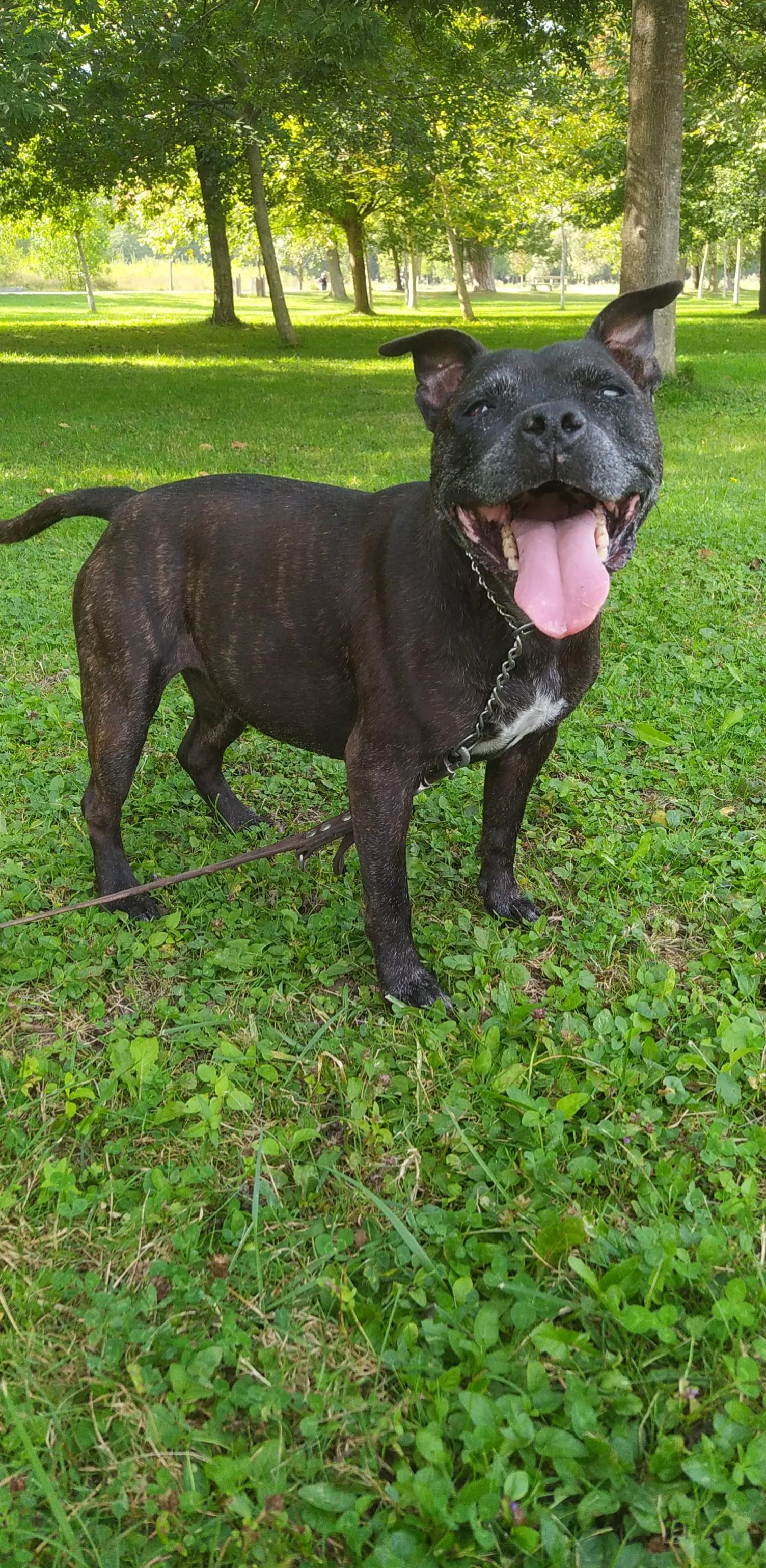 Chien noir tirant la langue au milieu d'un park