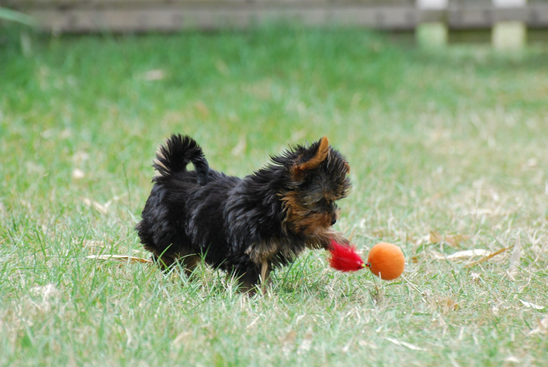 Chien noir qui joue dans l'herbe à la balle