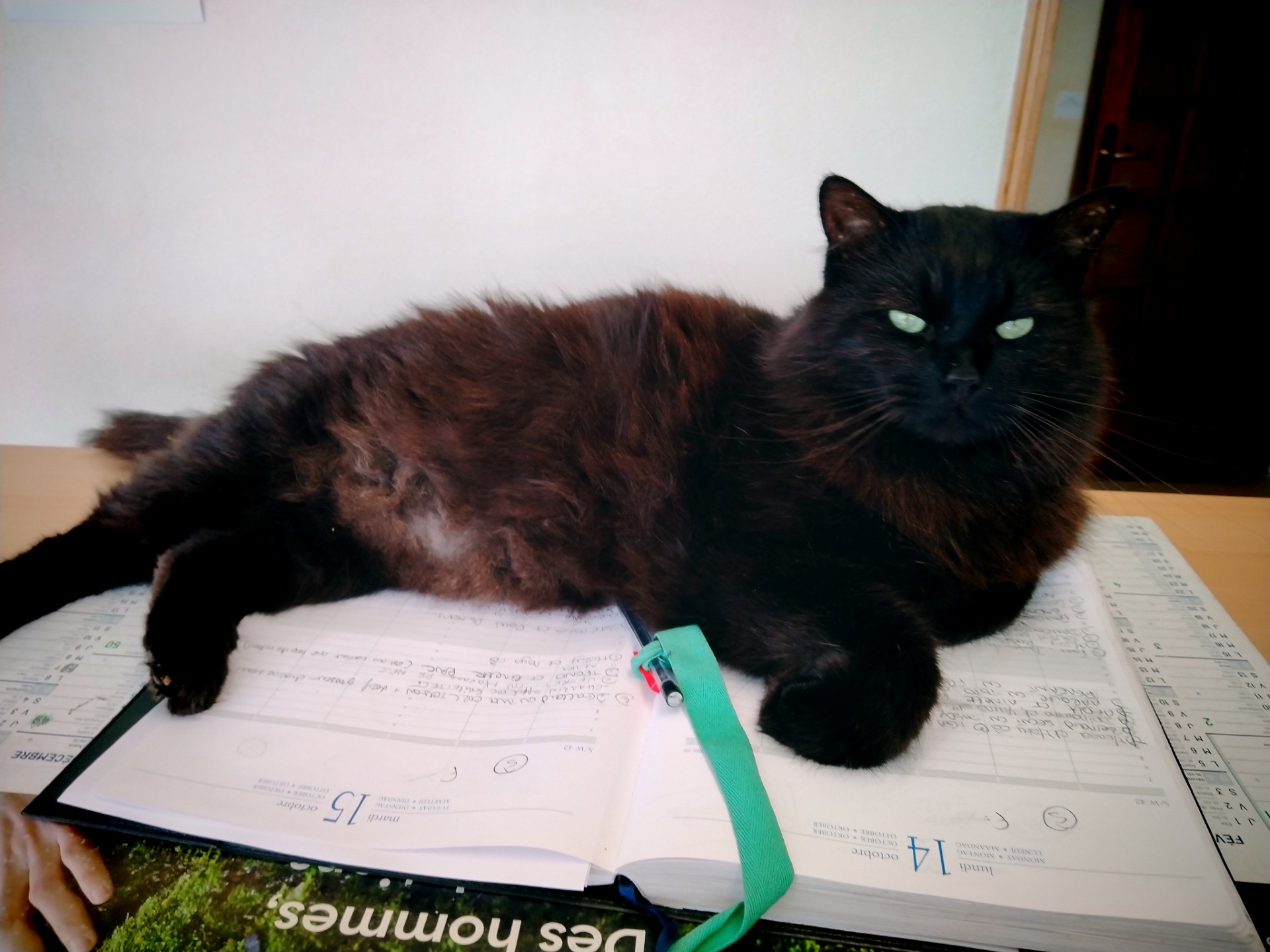 Photo de Boule de suif